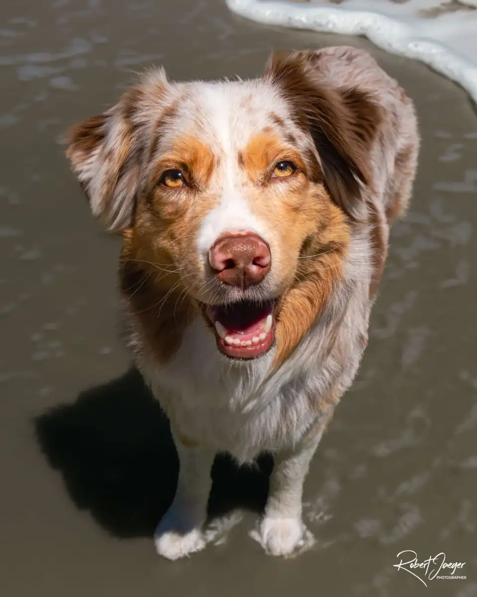 Australian shepherd on wet sand at the water's edge, looking straight into the lens, photographed by Robert Jaeger