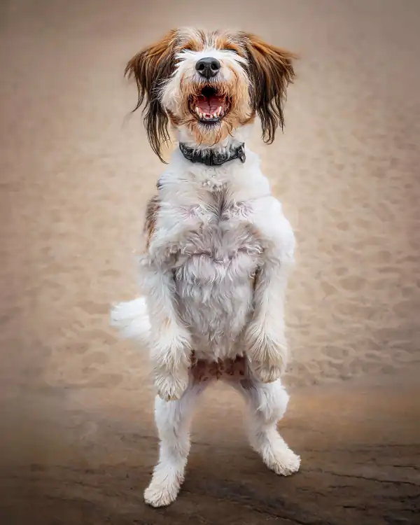 A white dog standing up on its hind legs on the sand