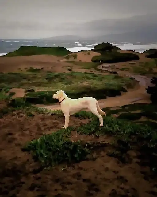 A small cream dog standing small in a huge coastal dune landscape