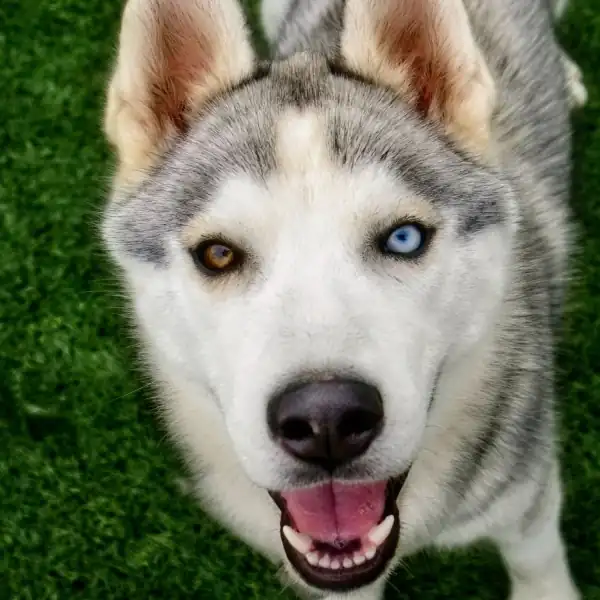 Crow, a husky with one brown eye and one blue eye, mouth open in a close portrait