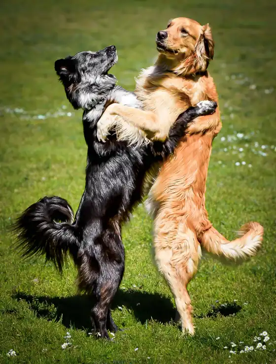 Two dogs up on their hind legs, dancing together on a sunny lawn
