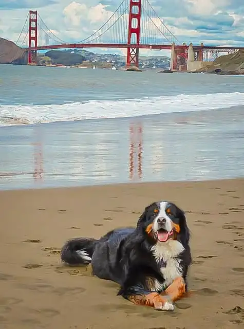 On Location or in the Studio: Choosing a Setting for Your Dog's Portrait