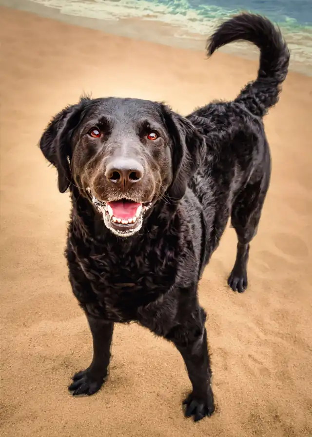 A black Labrador on beach sand with its tail up, looking back