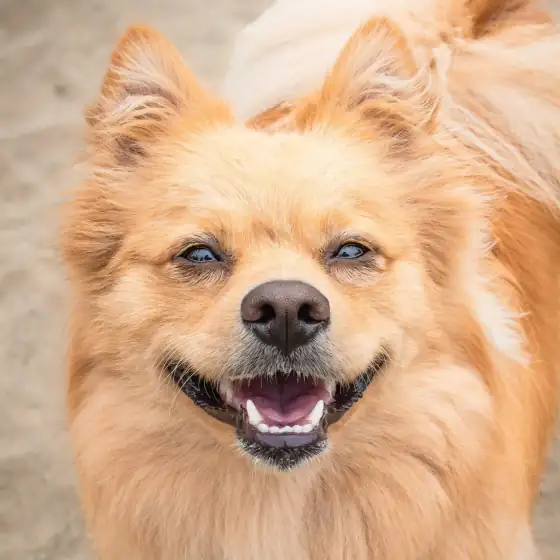 Fizz, a fluffy Pomeranian, smiling in a close portrait