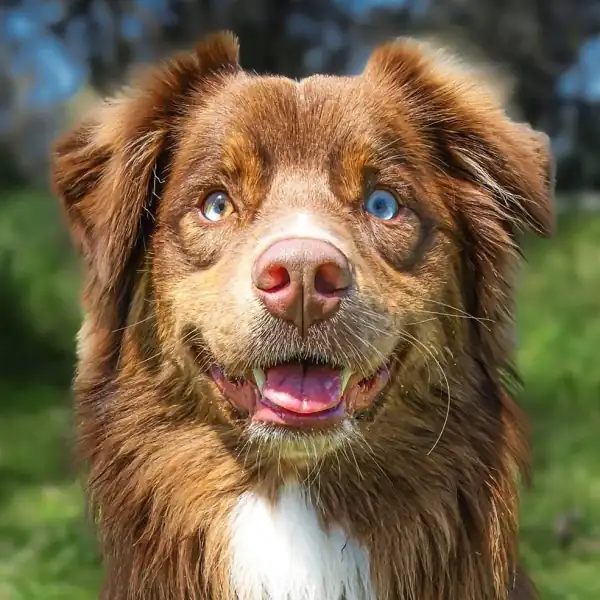 Henry, a brown Australian shepherd with blue eyes, in a close portrait