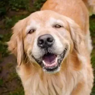 Izzie, a golden retriever, grinning up at the camera on the grass