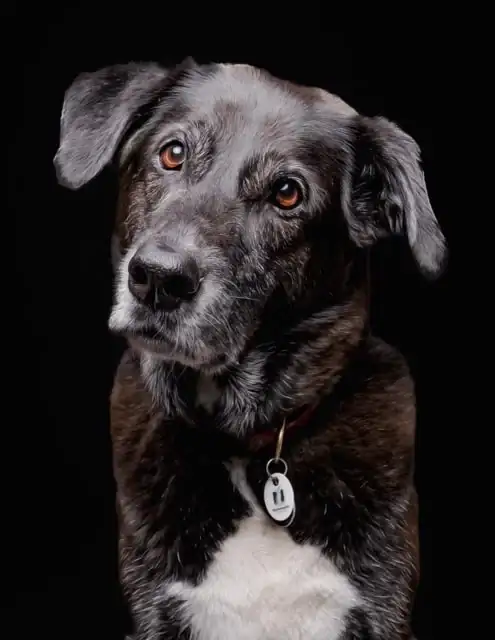Grey-muzzled dog photographed against a black studio background