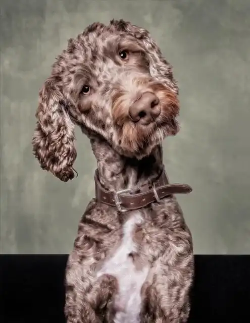 A labradoodle on a grey studio ground