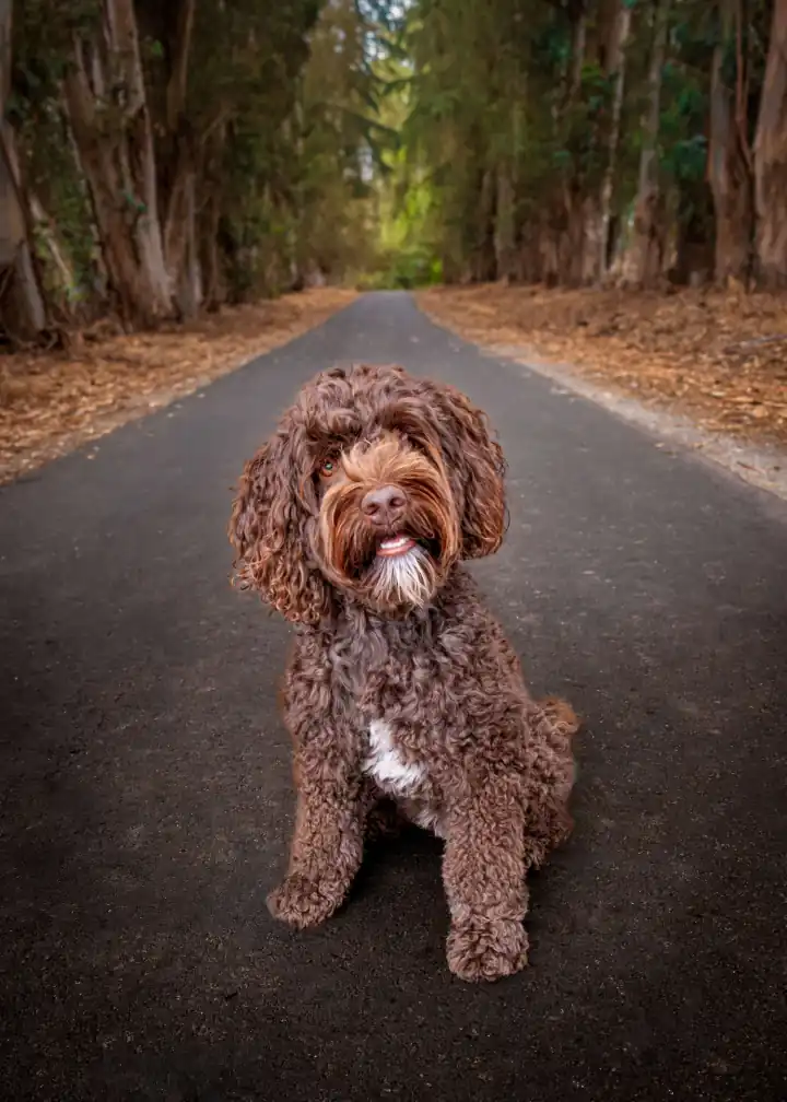 Chocolate doodle sitting in the middle of a quiet road through tall trees