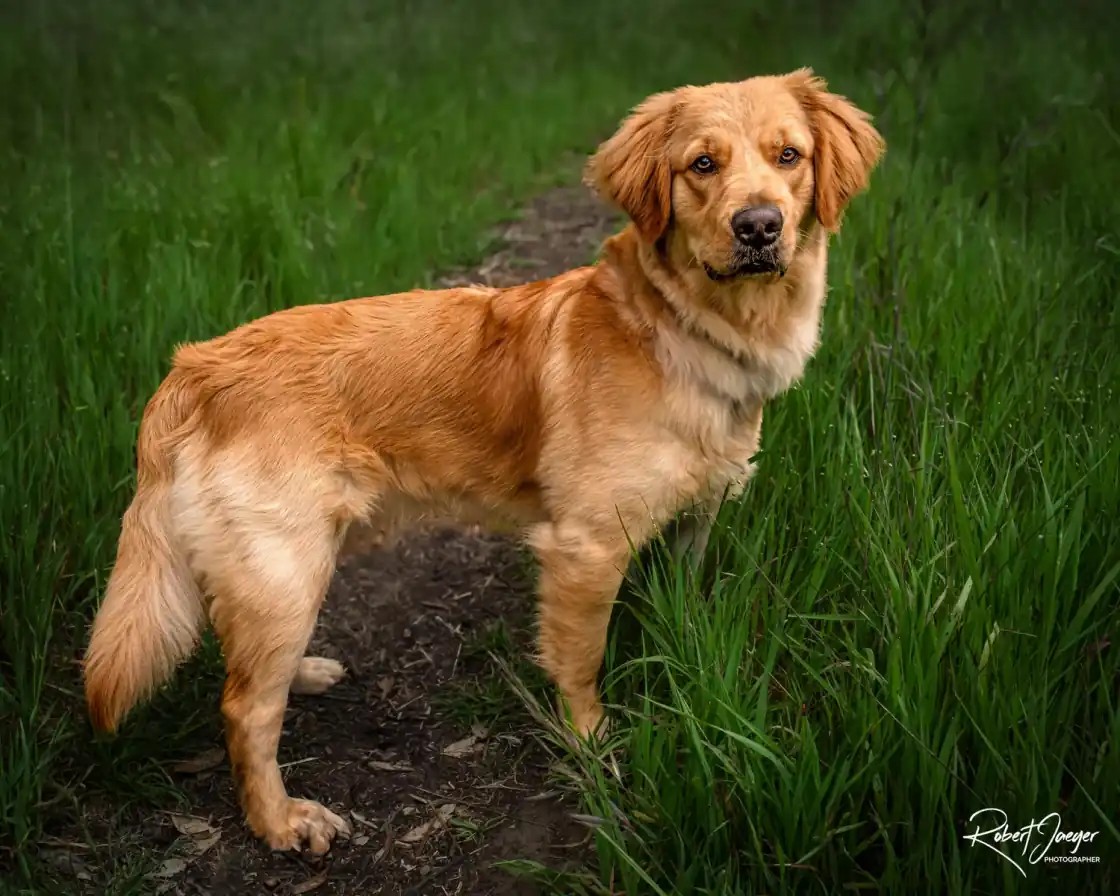 Golden retriever standing on a dirt path in tall green grass, signed by the photographer