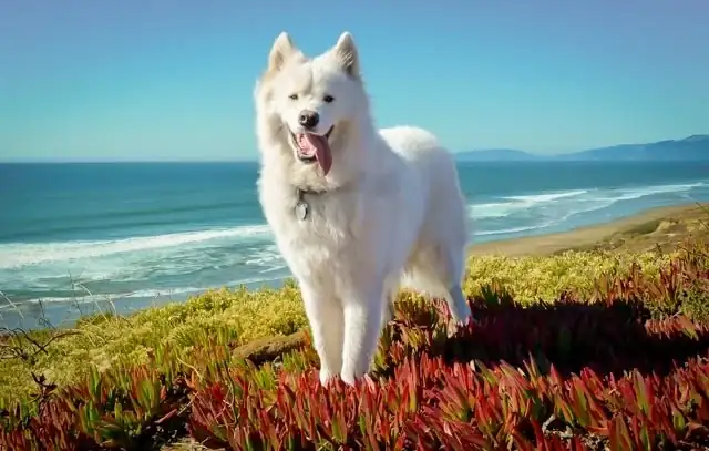 A white Samoyed type dog on a cliff edge over the ocean