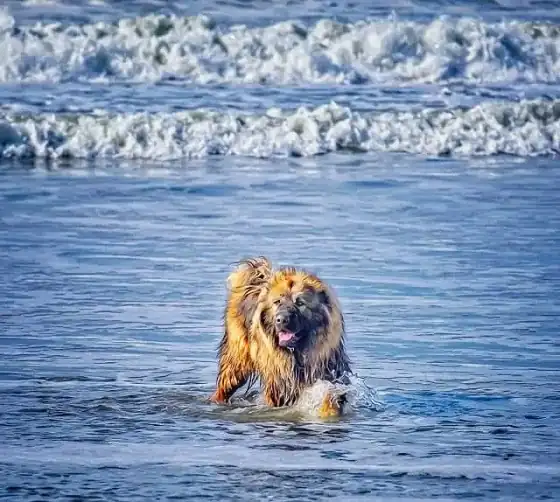 A shaggy dog standing in shallow surf, water breaking around its legs
