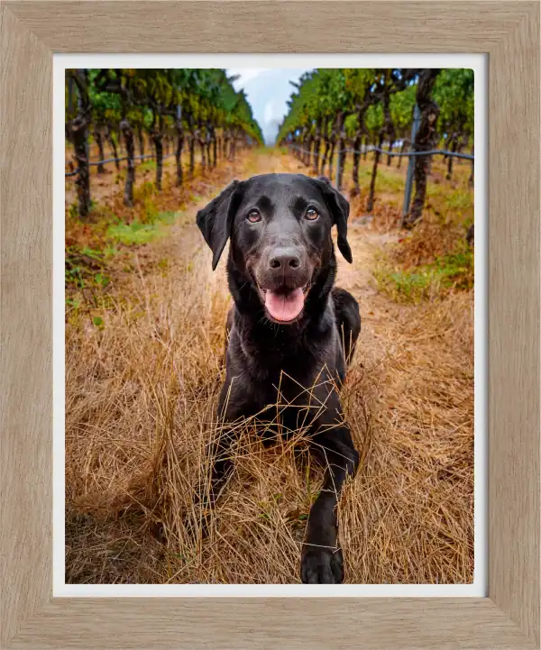 Framed print of a black Labrador lying in a vineyard row, in a pale wood frame
