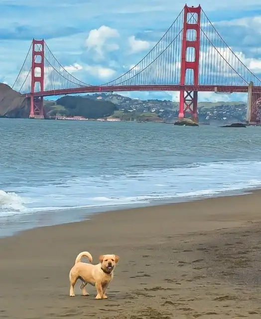 A small tan dog standing on the beach with the Golden Gate Bridge behind it