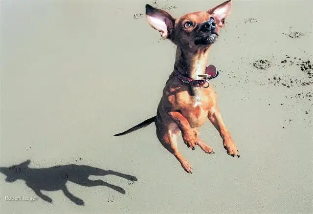 A small dog leaping across the sand with its shadow beneath it