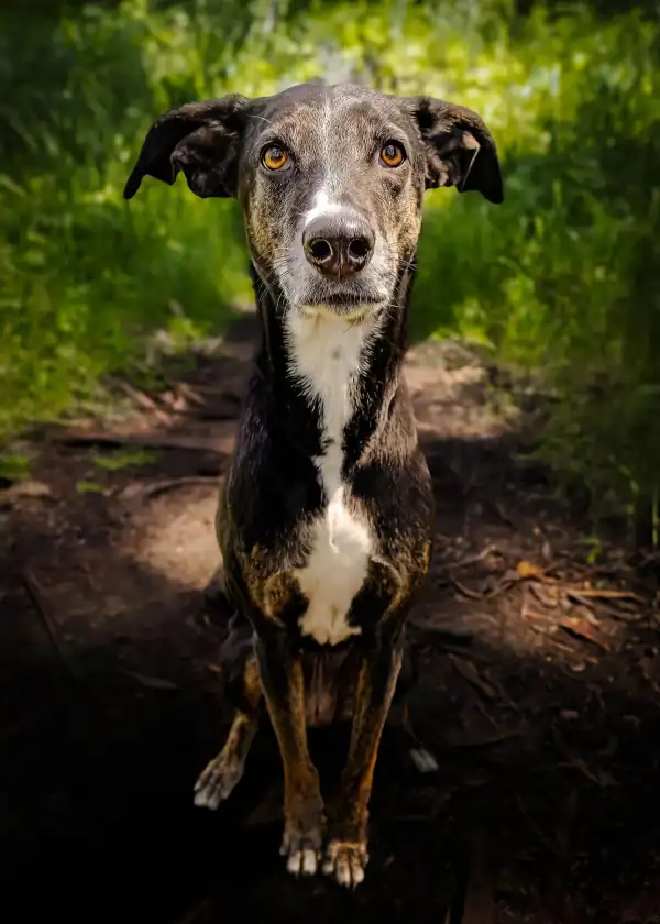 A tall, thin dog standing on a forest trail