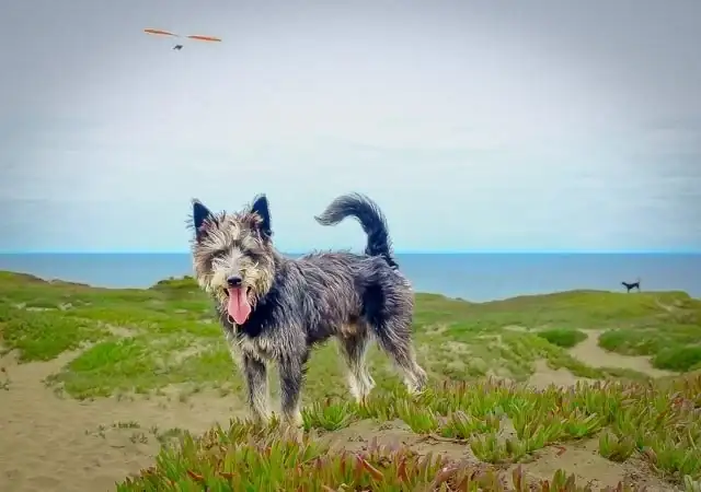 A terrier on a coastal bluff high above the ocean