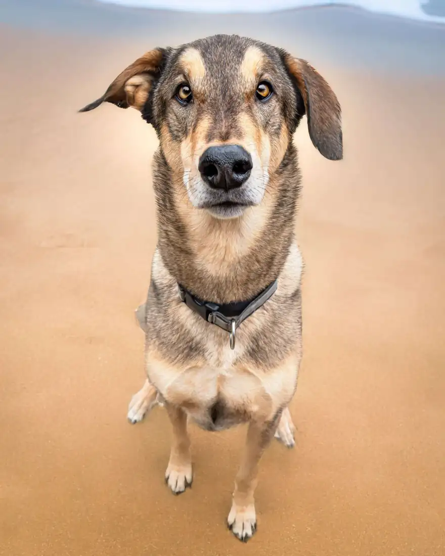 Shepherd mix sitting on warm sand, head tilted toward the camera