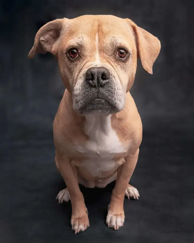 Tan boxer mix seated against a charcoal studio backdrop