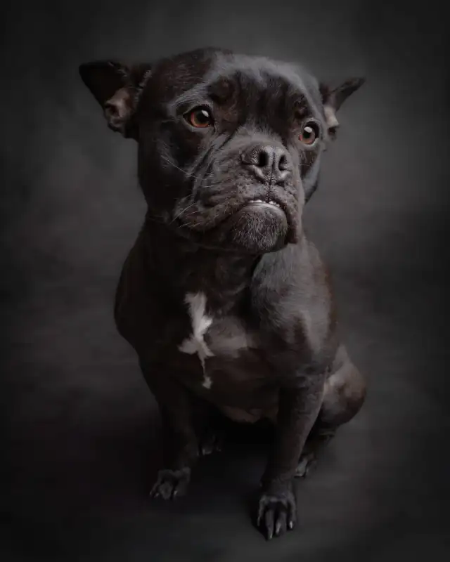 Black short-coated dog seated against a dark studio backdrop