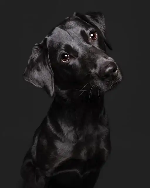 A black Labrador on a black studio ground