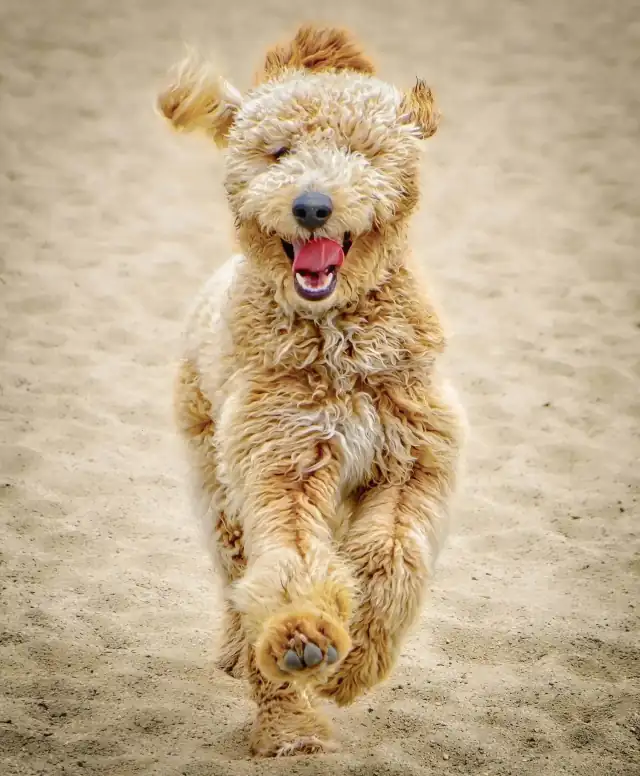 Goldendoodle running straight at the camera across the sand, ears flying